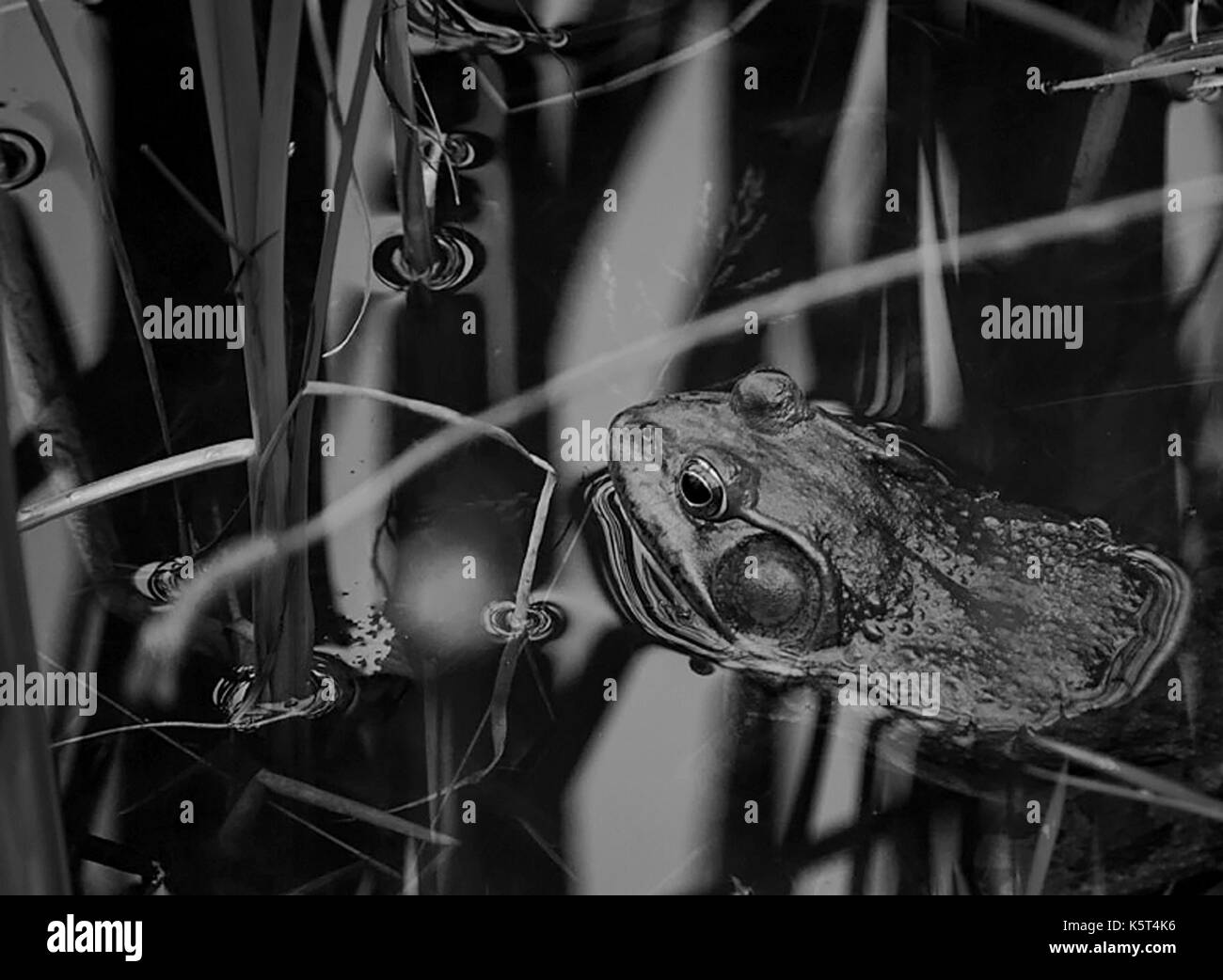 Black and white of a bullfrog hiding among the reeds in a pond Stock Photo