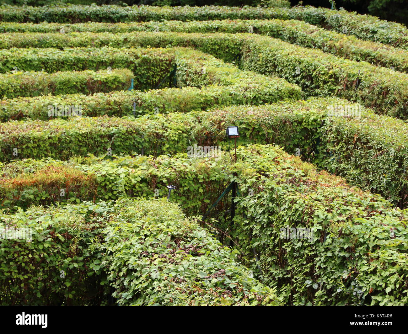 Labyrinth Maze of Neat Cut Green Bushes Stock Photo