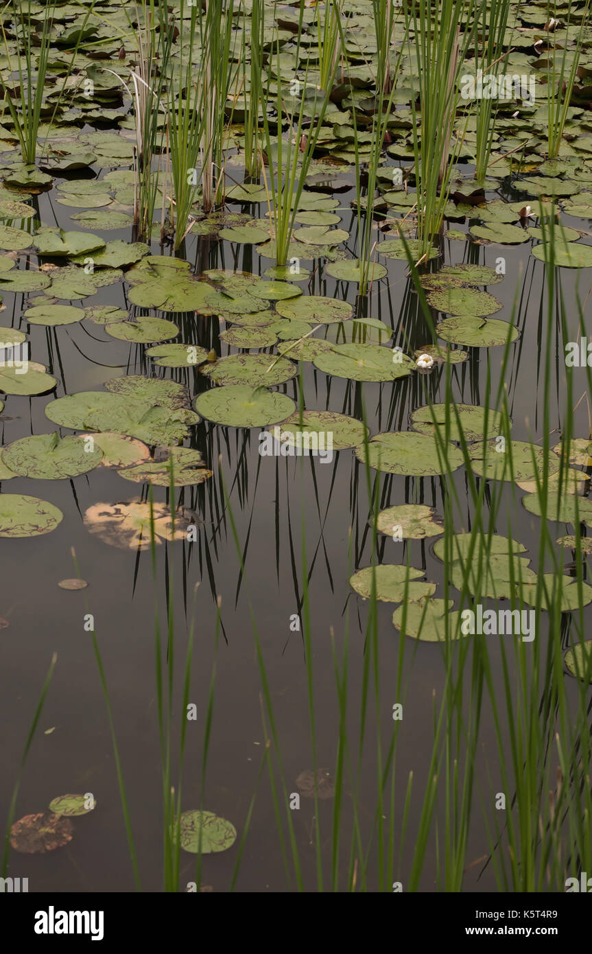 Pondside Reeds Lily pads and reeds in a pond with the reeds reflecting upon the water ...