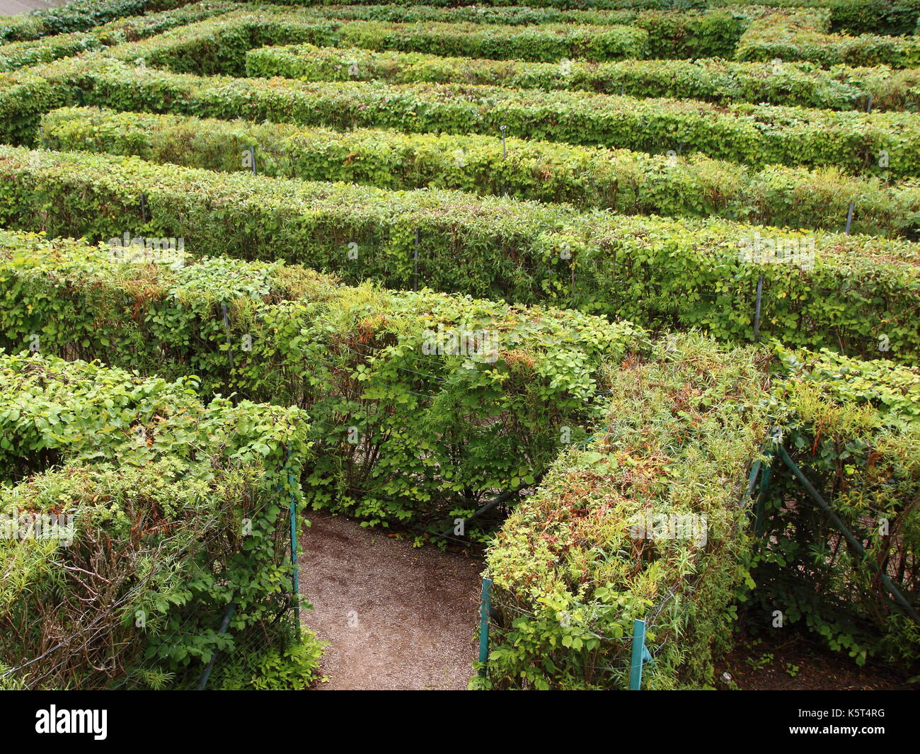 Labyrinth Maze Entrance of Neat Cut Green Bushes Stock Photo