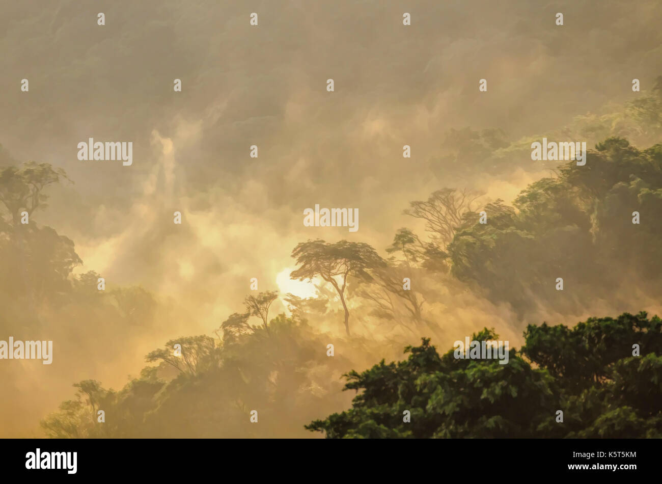 Mountain cloud forest in the morning mist foggy at the golden hour Stock Photo