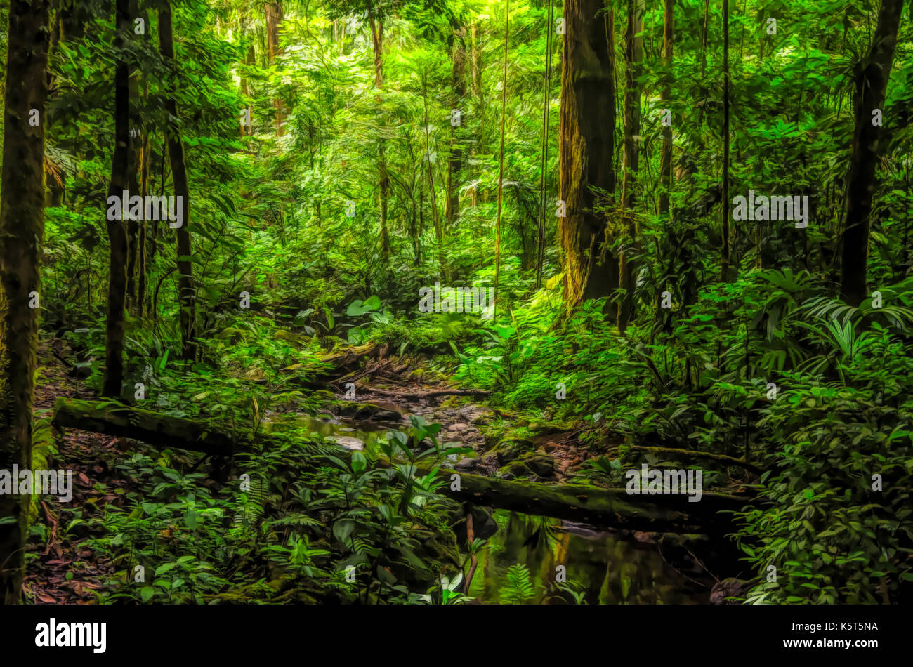 Rain forest creek  landscape scene illustration Stock Photo