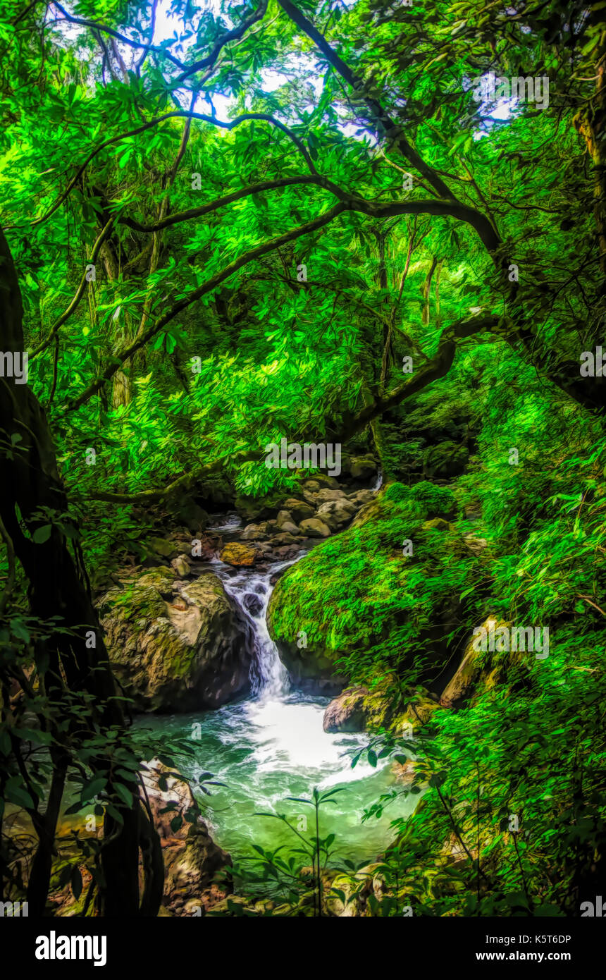Rain forest landscape scene with small cascade illustration Stock Photo ...