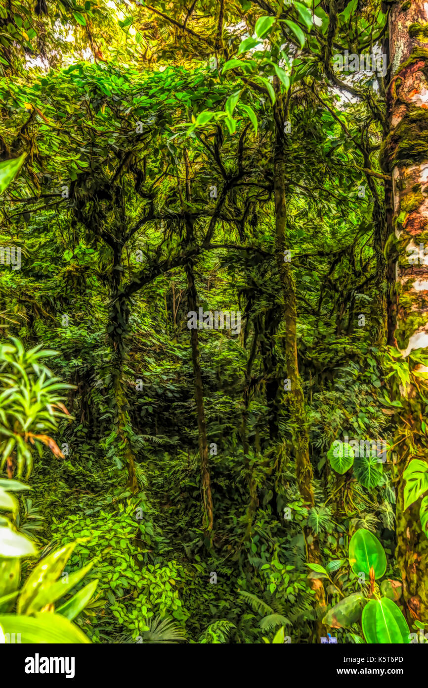 Rain forest landscape scene illustration Stock Photo