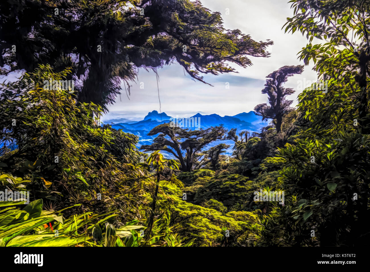 Cloud forest panorama landscape view illustration Stock Photo