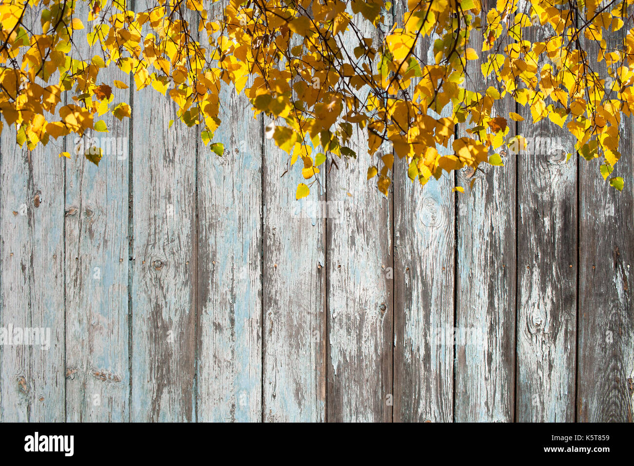 Autumn background. Sunlit birch branches with bright yellow leaves on ...