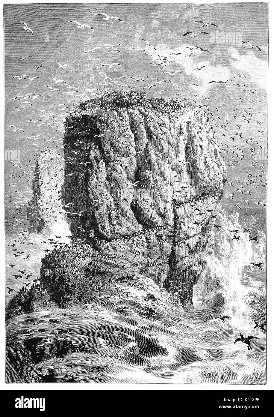 1870: Clouds of seabirds around the Carboniferous Limestone Stack Rocks. Over eons of time,  the sea wears away the rock forming an arch, after that has collapsed the remaining isolated pillars rise steeply from the sea. Now they're important nesting sites for guillemots and kittiwakes, two of the many species of seabirds found on the Pembrokeshire Coast, Near St Govan's Head, Pembrokeshire,  South Wales. Stock Photo