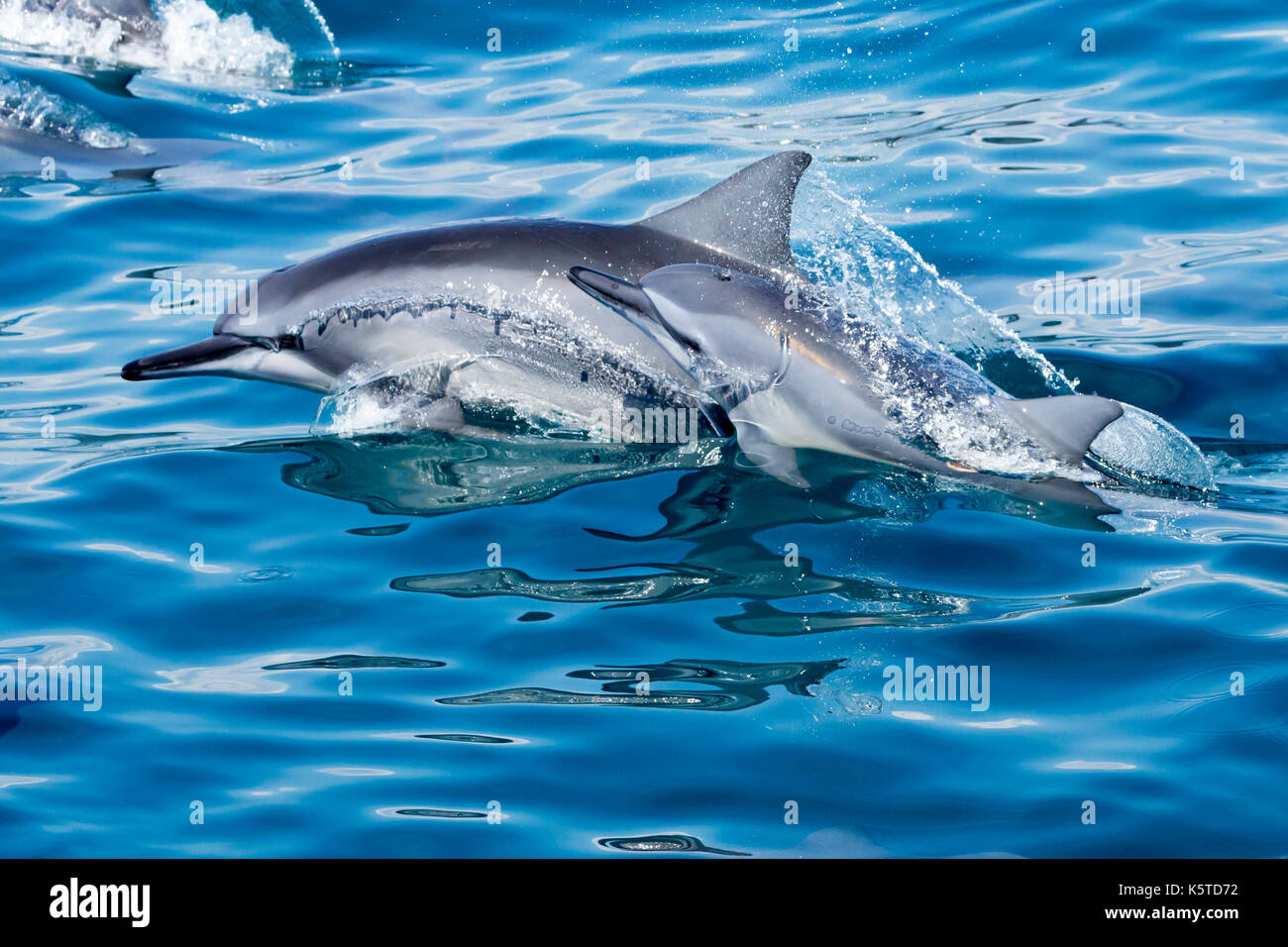 Gray's Spinner Dolphin or Hawaiian Spinner Dolphin (Stenella