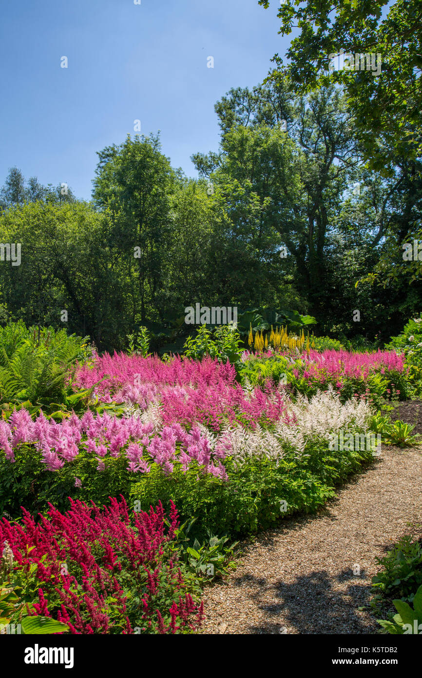 Colourful astilbe varieties in full bloom in the bog garden at Forde Abbey near Chard on the Somerset  Dorset border, England, UK Stock Photo