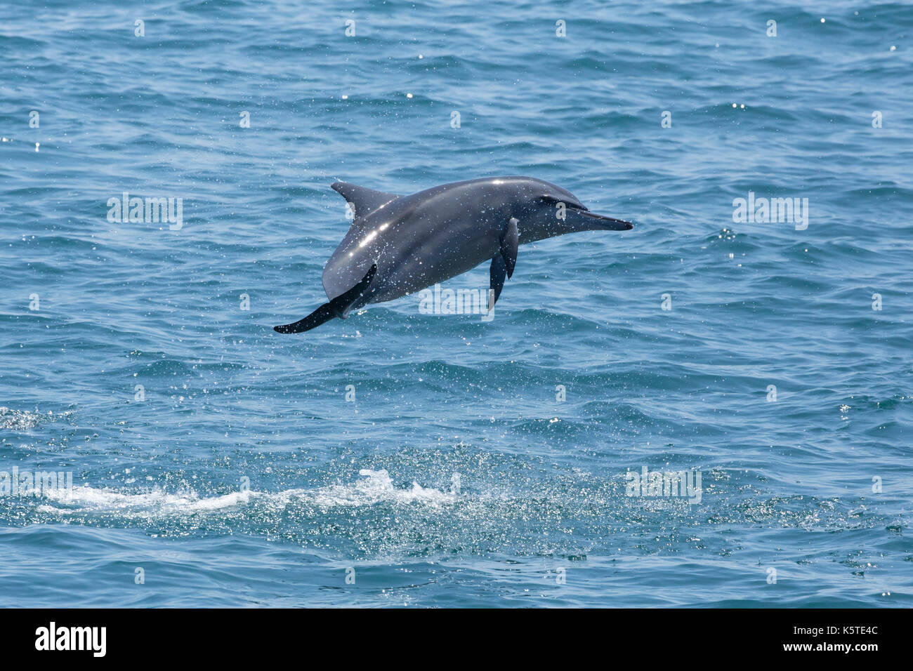 Gray's Spinner Dolphin or Hawaiian Spinner Dolphin (Stenella
