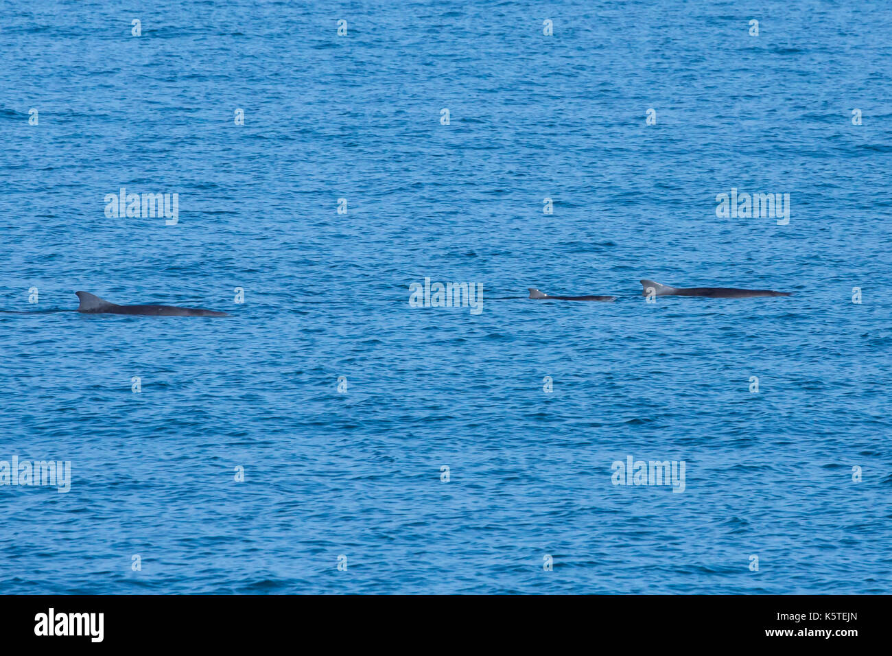 Edge of continental shelf hi-res stock photography and Edge of continental shelf hi-res stock photography and