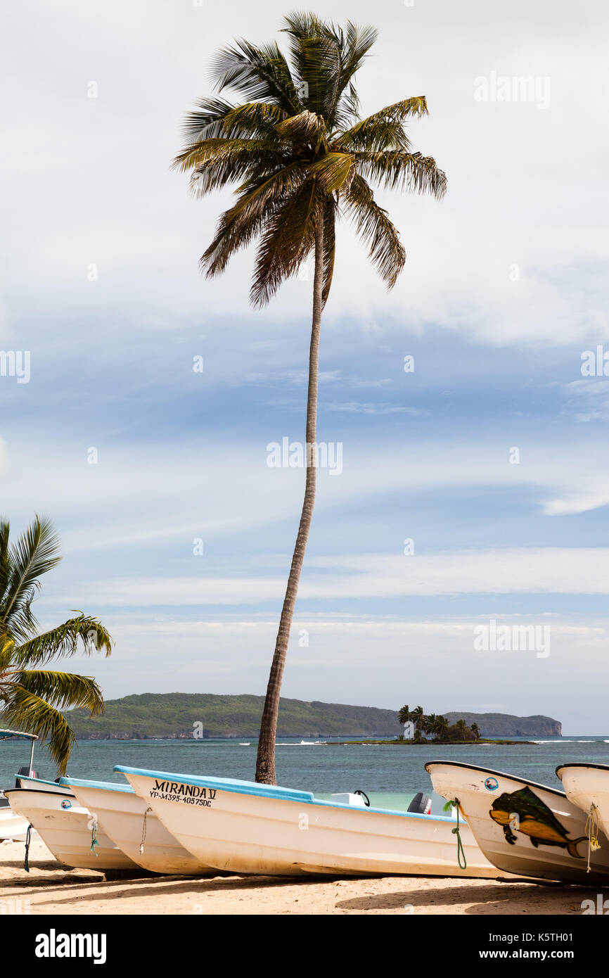 Palm tree in a beach Stock Photo