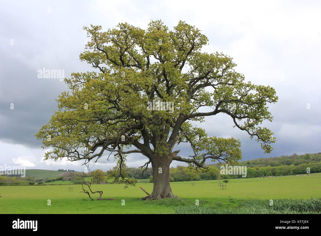 Lone Oak tree in Mid Sussex Stock Photo