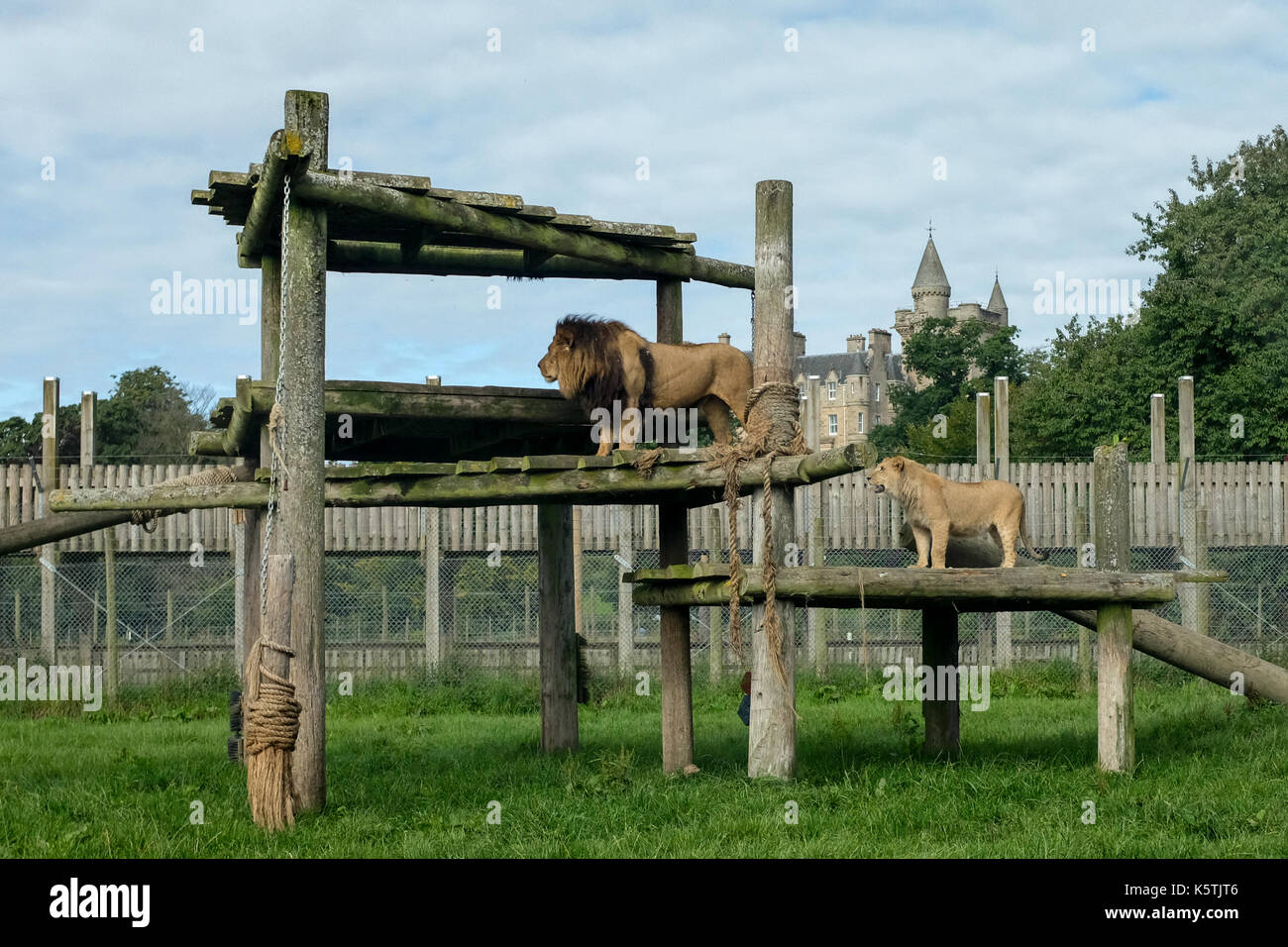 Lions on a log climbing frame at Blair Drummond Safari and Wildlife Adventure Park near Stirling in Scotland Stock Photo