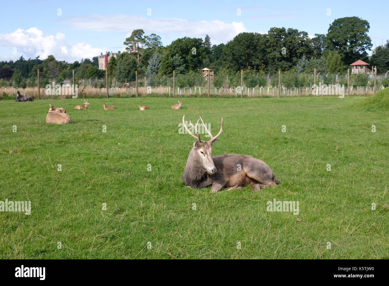 Antelope and Deer grazing in field at Blair Drummond Safari and Wildlife Adventure Park near Stirling in Scotland Stock Photo
