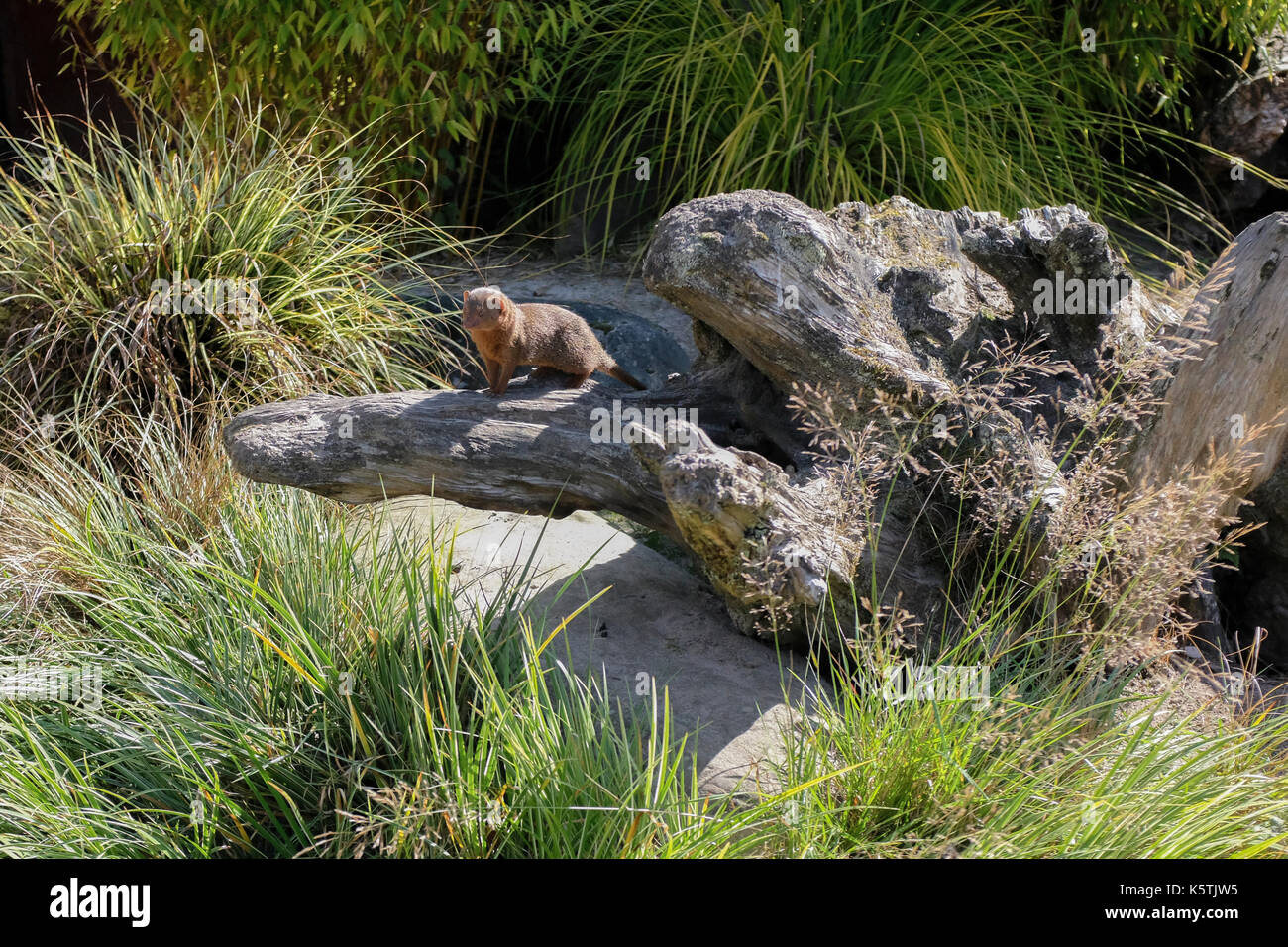 Mongoose perched on a log at Blair Drummond Safari and Wildlife Adventure Park near Stirling in Scotland Stock Photo
