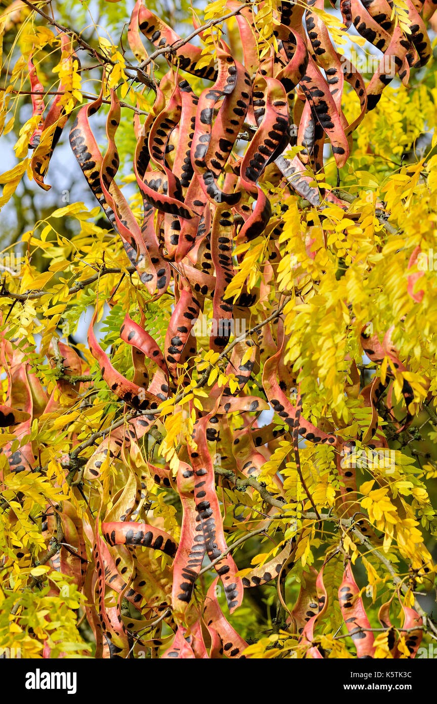 Honey Locust (Gleditsia triacanthos) in autumn with pulses, North Rhine-Westphalia, Germany Stock Photo