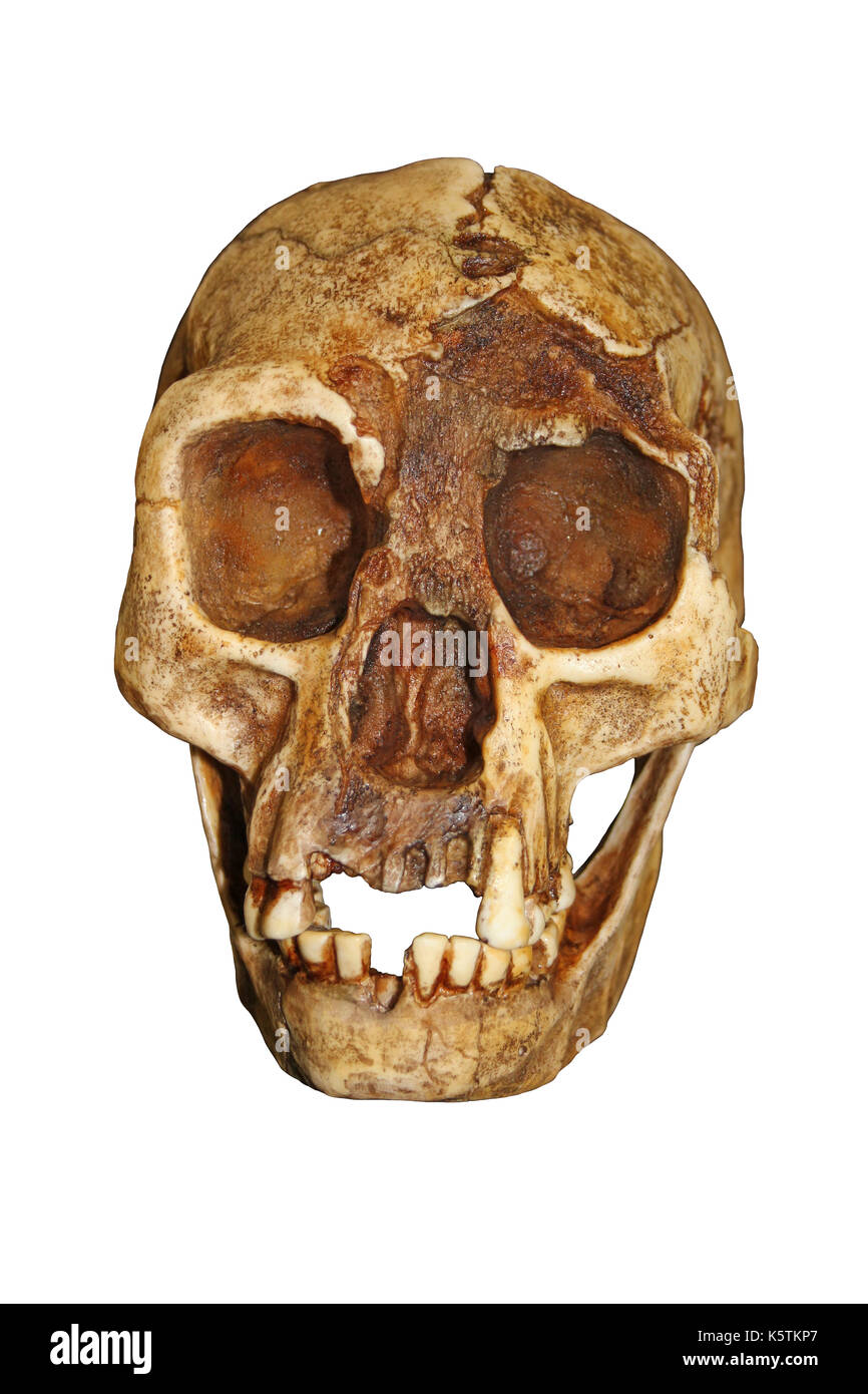 'The Hobbit' Homo floresiensis Stock Photo