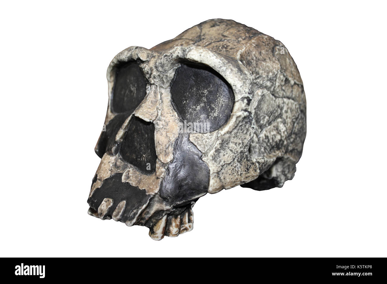 Model Homo ergaster Skull KNM-ER 3733 Stock Photo