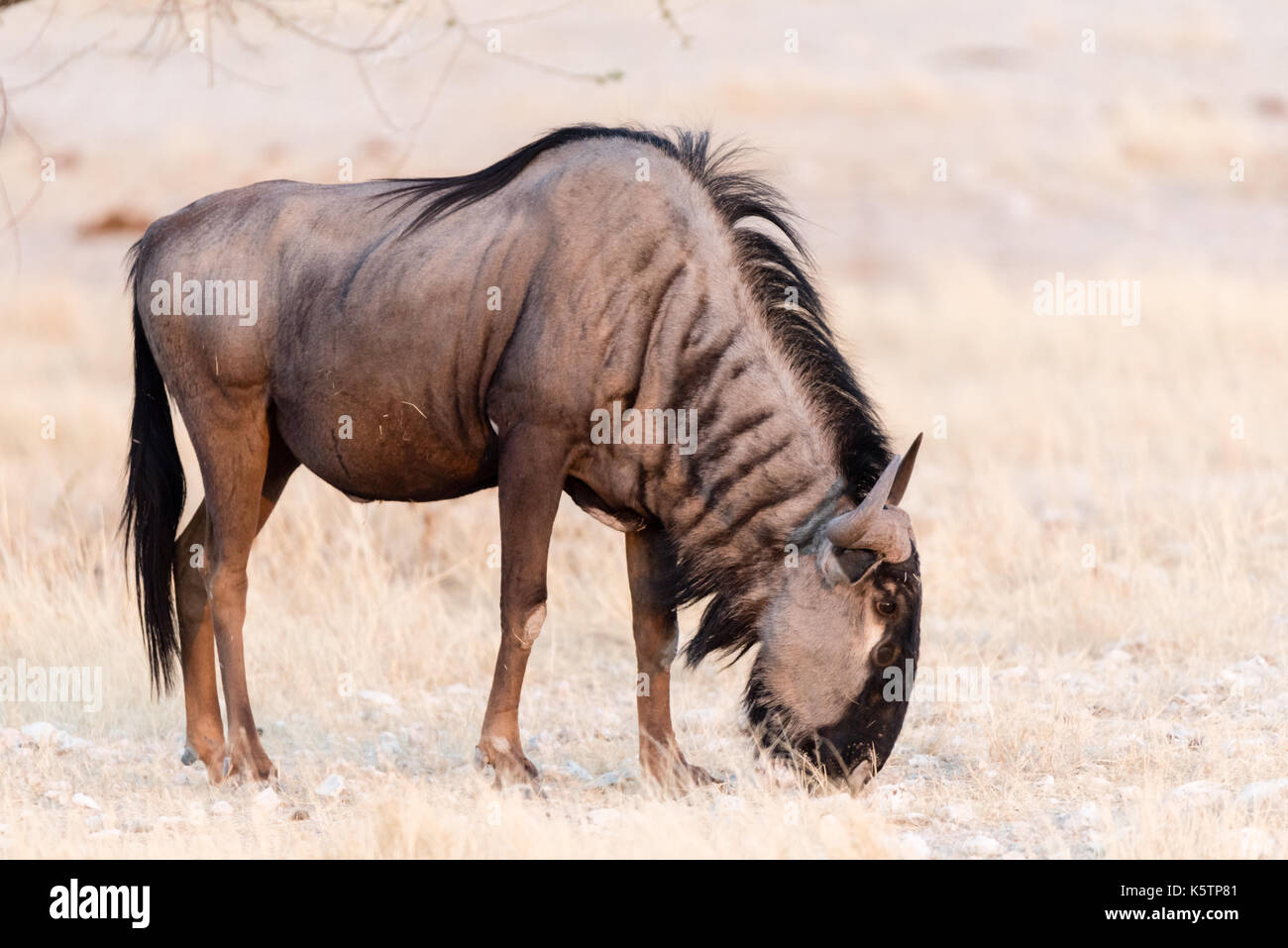 Namibias national animal hi-res stock photography and images - Alamy