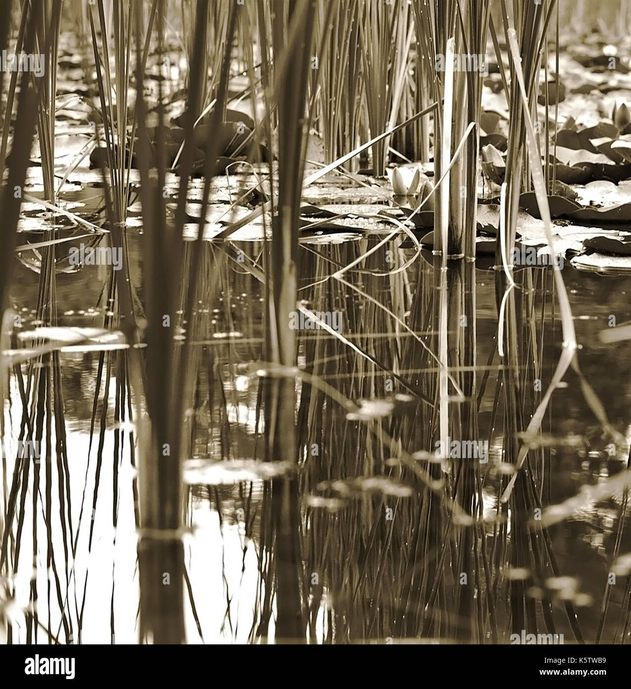 Pond scene in black and white with lily pads and reeds Stock Photo - Alamy