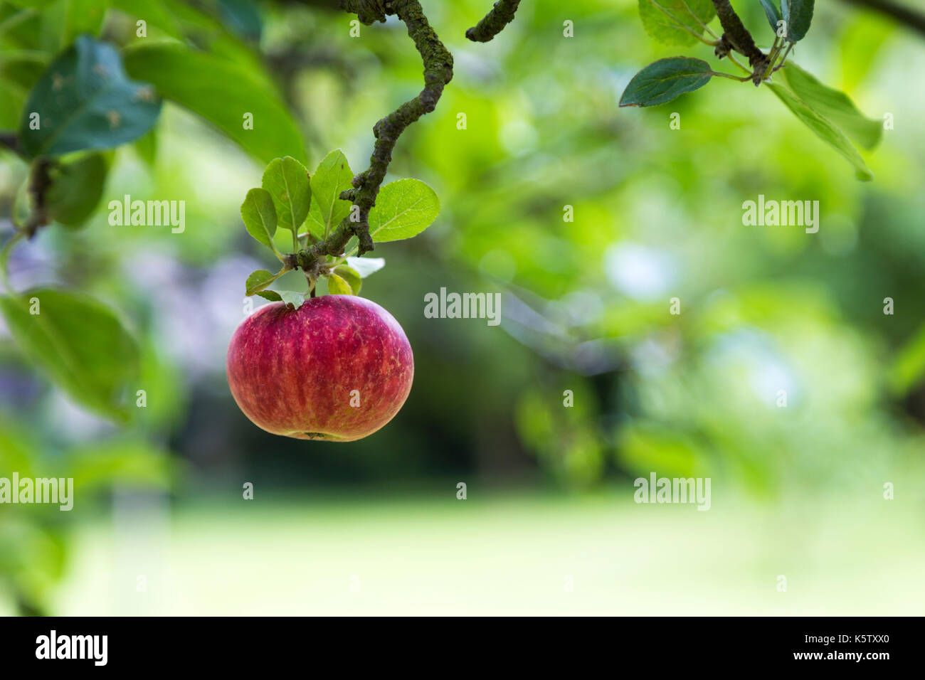 A ripe red apple hanging from a branch (Cambridge, UK) Stock Photo