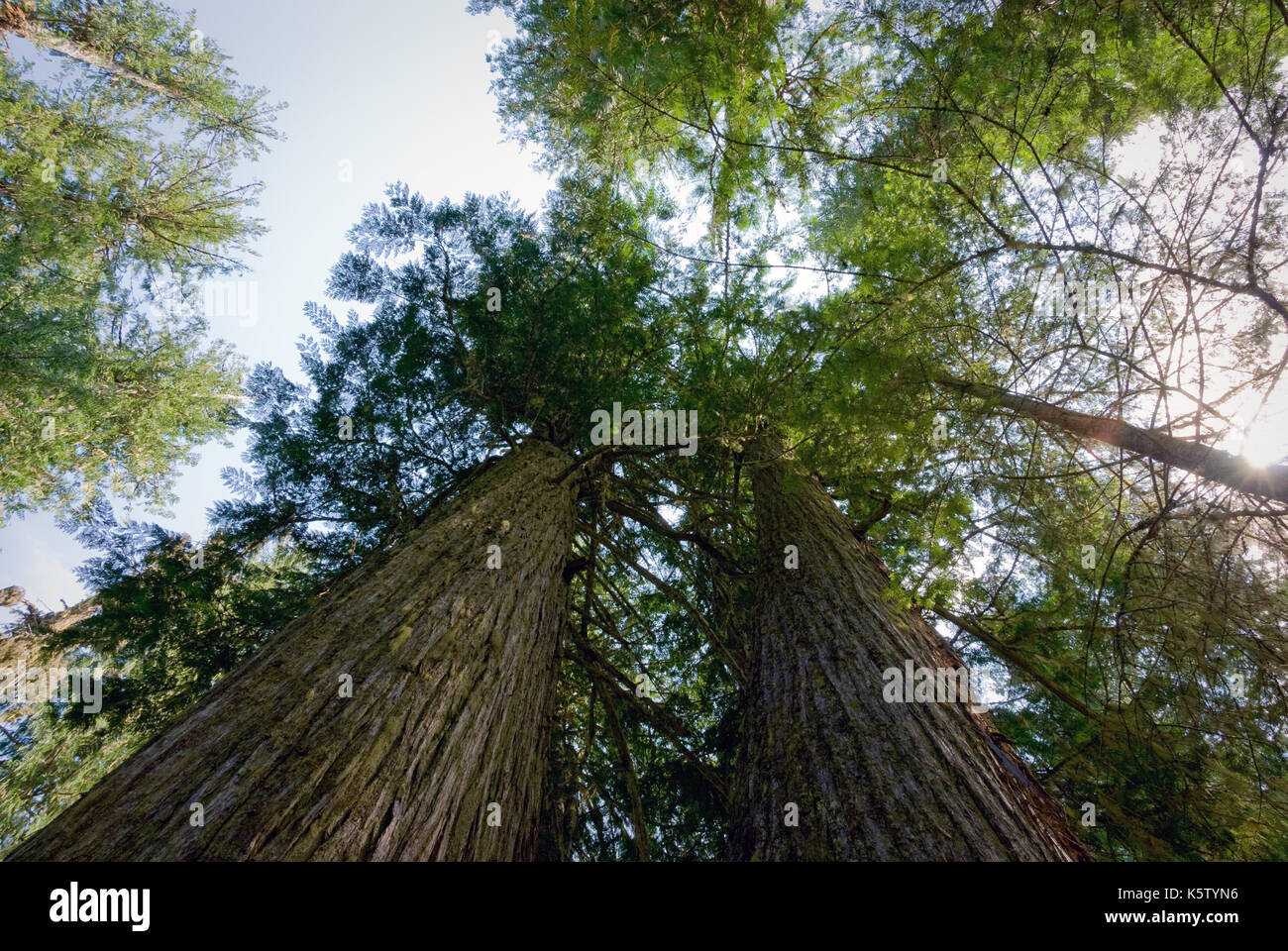 Tall Cedar trees reach to the sun from the forest floor Stock Photo Alamy