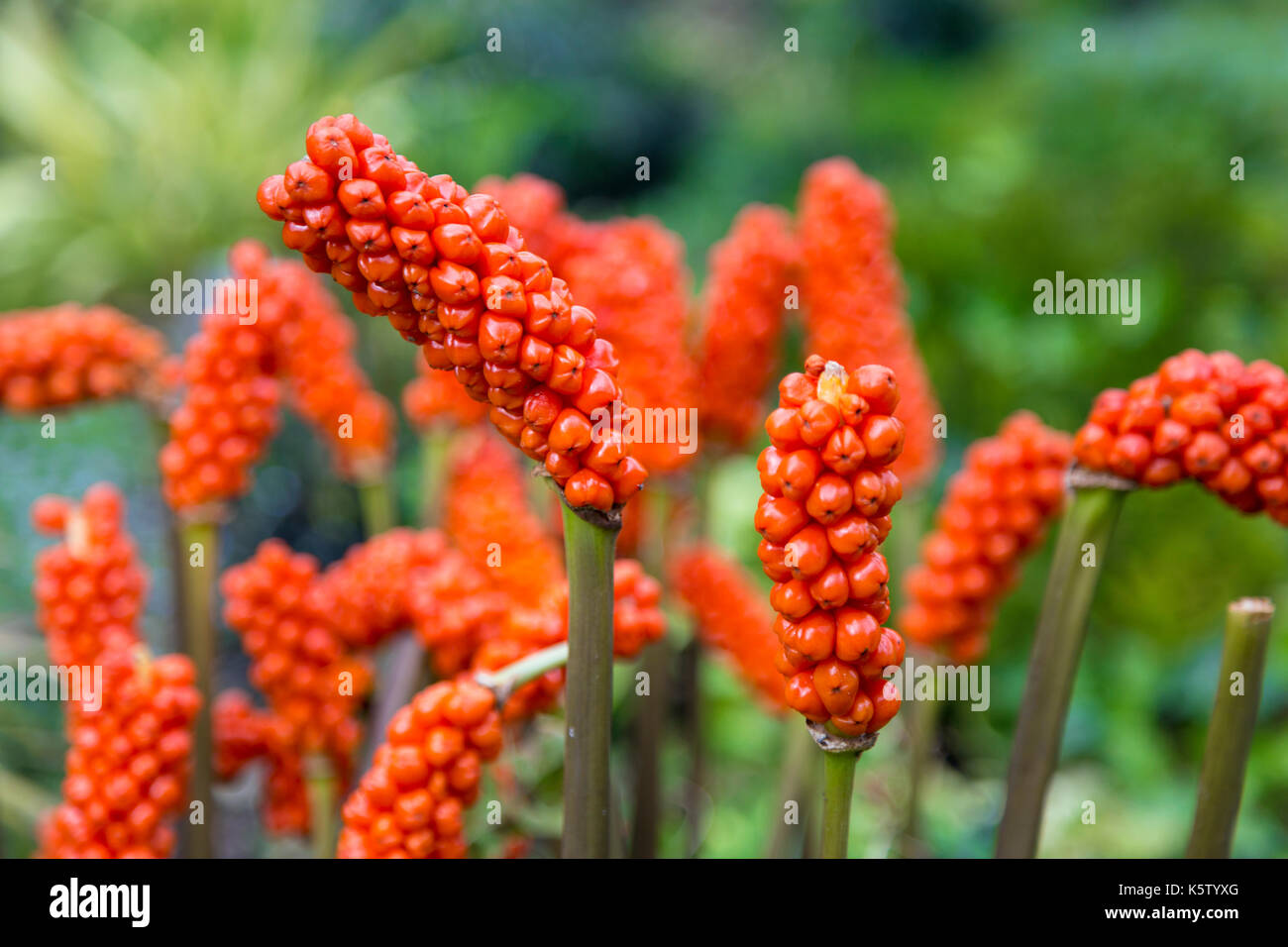 Orange Candleflower (Arum italicum) flower heads with fruit Stock Photo