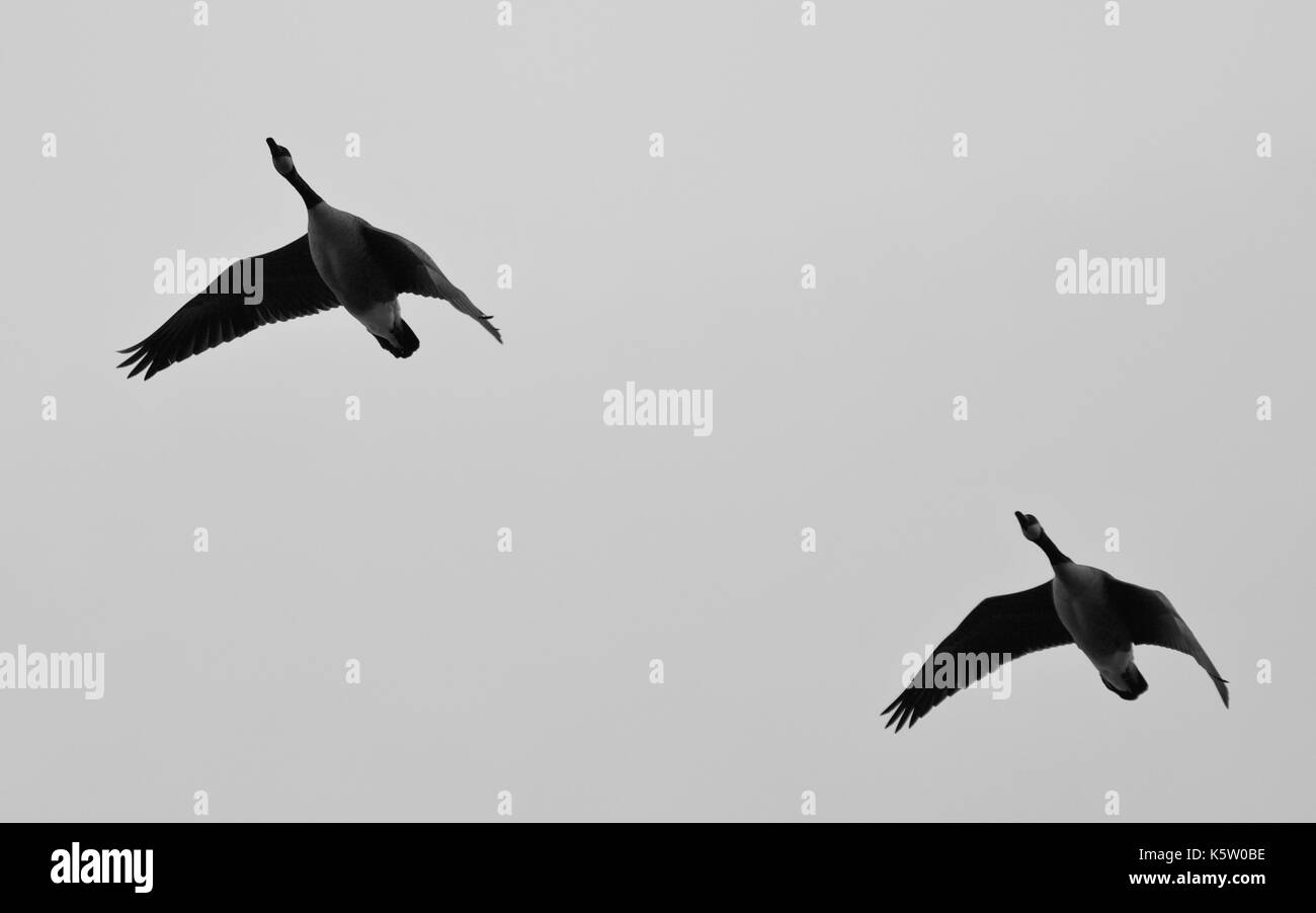 Picture with a pair of Canada geese flying Stock Photo Alamy