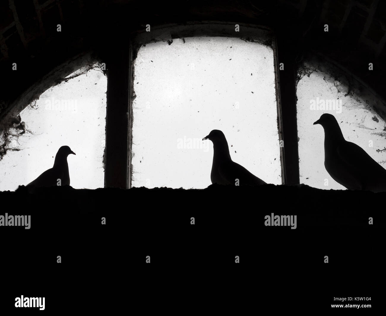 Fan-Tailed Pigeons in an historic Dovecot window Felbrigg Norfolk Stock Photo