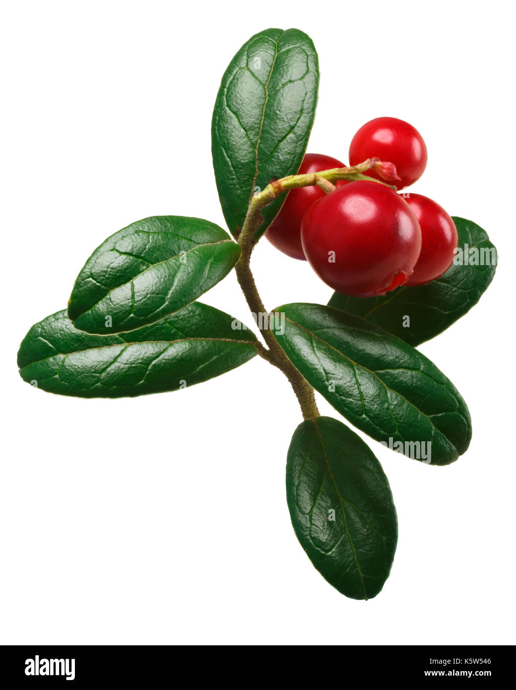 Lingonberry (fruits of Vaccinium vitis-idaea) with leaves. Clipping path Stock Photo