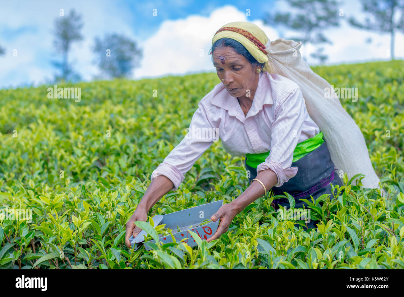 Tamil woman from Sri Lanka breaks tea leaves Stock Photo Alamy
