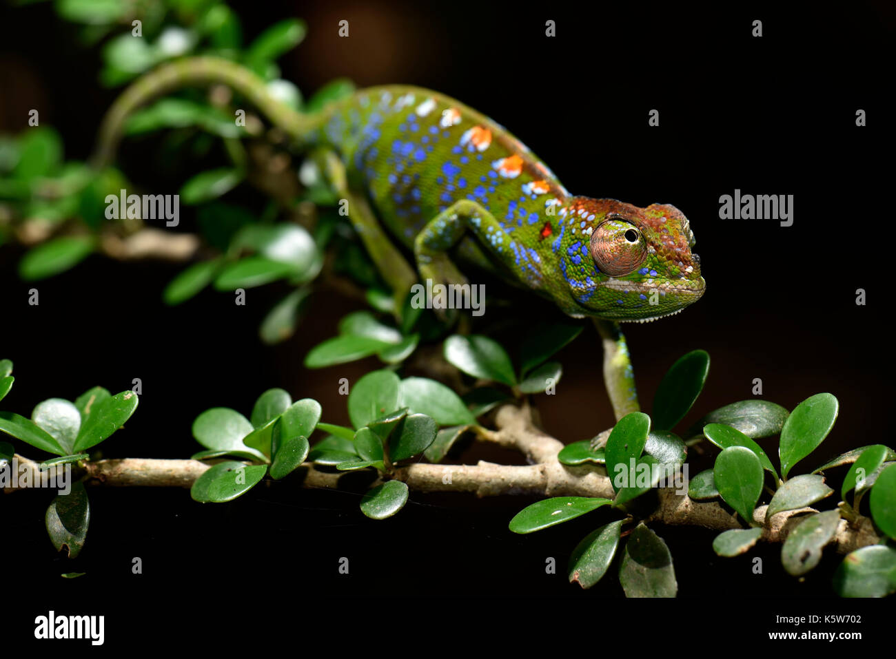 Short-lived chameleon species of the world (Furcifer labordi), male, dry forests of Kirindy, Western Madagascar, Madagascar Stock Photo
