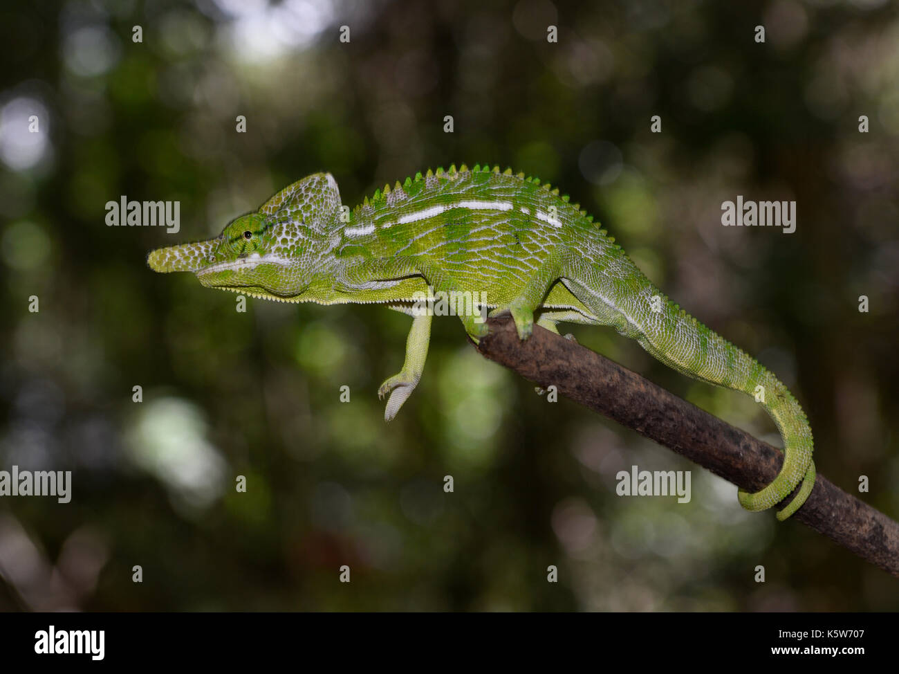 Short-lived chameleon species of the world (Furcifer labordi), male, dry forests of Kirindy, Western Madagascar, Madagascar Stock Photo