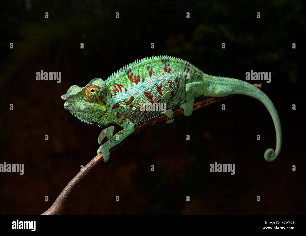 Panther chameleon (Furcifer pardalis), male, north-west Madagascar, Madagascar Stock Photo