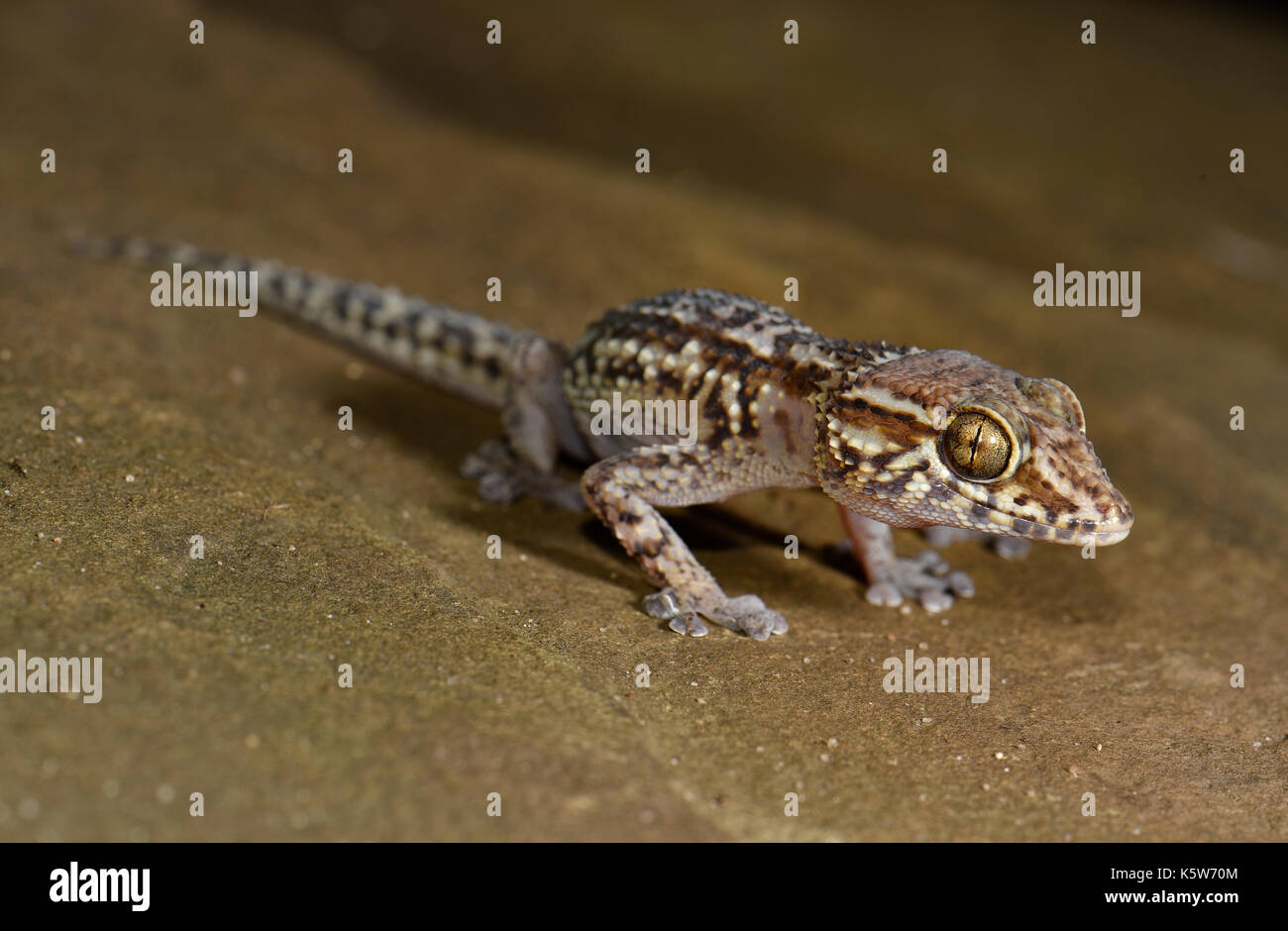 Great Head Gecko (Paroedura baEuropean Starlingdi), Dry Forests, Southwest Madagascar, Madagascar Stock Photo