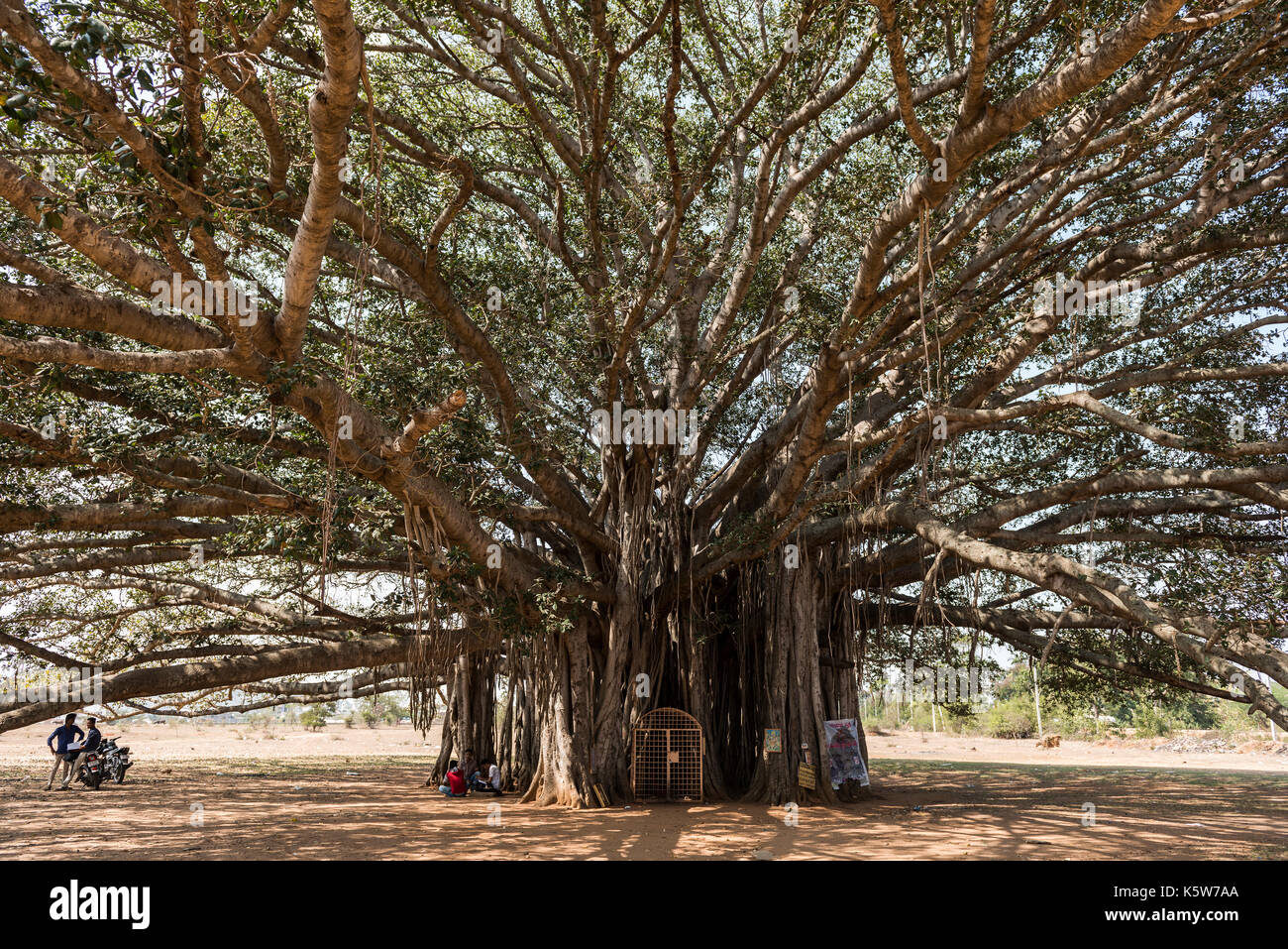 400 year old Banyan tree (Ficus bengalensis) near Mysuru, Karnataka, India Stock Photo