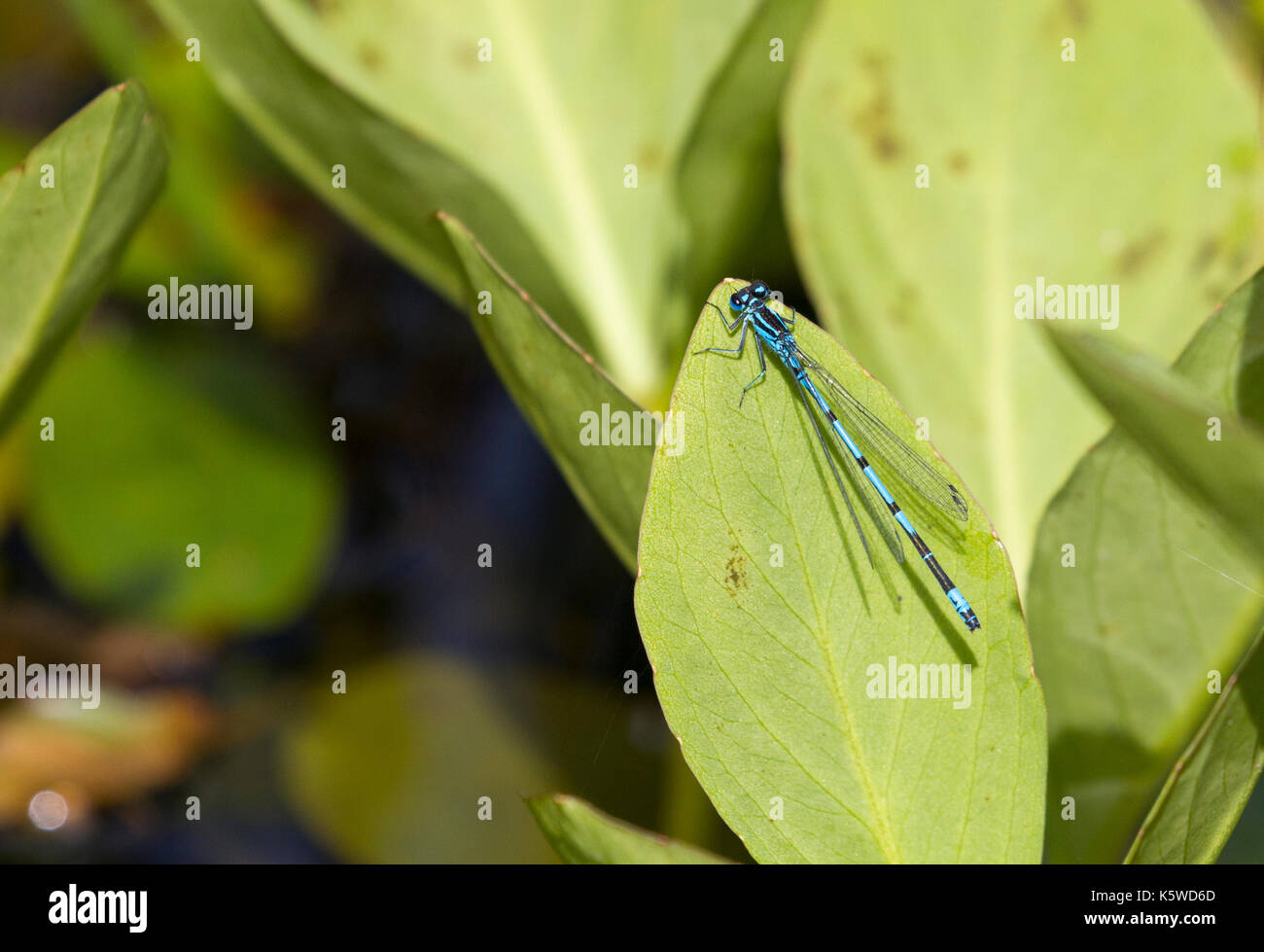 Azure damselfly on leaf Stock Photo - Alamy