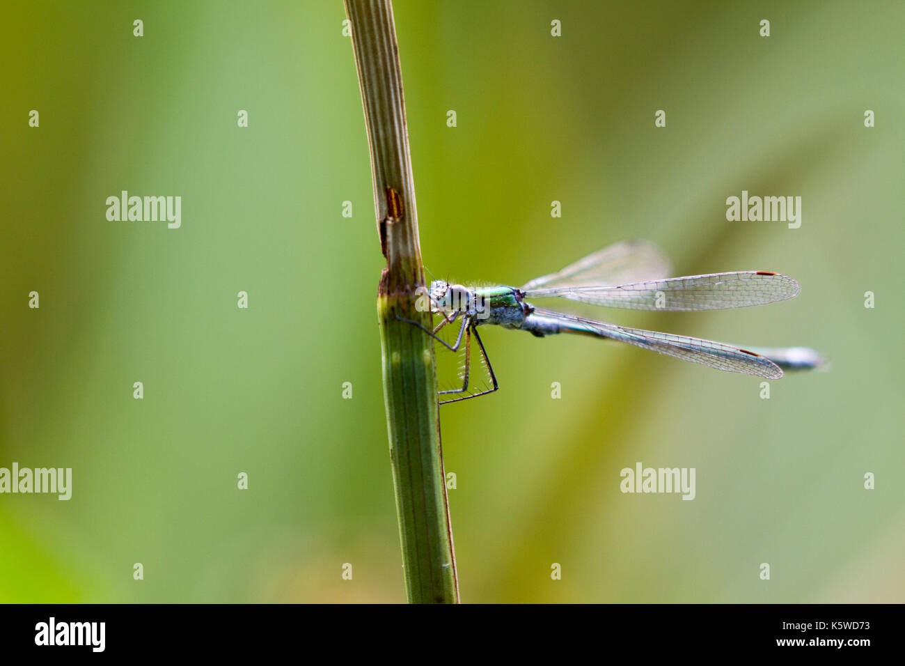 Emerald damselfly on plant stem Stock Photo - Alamy