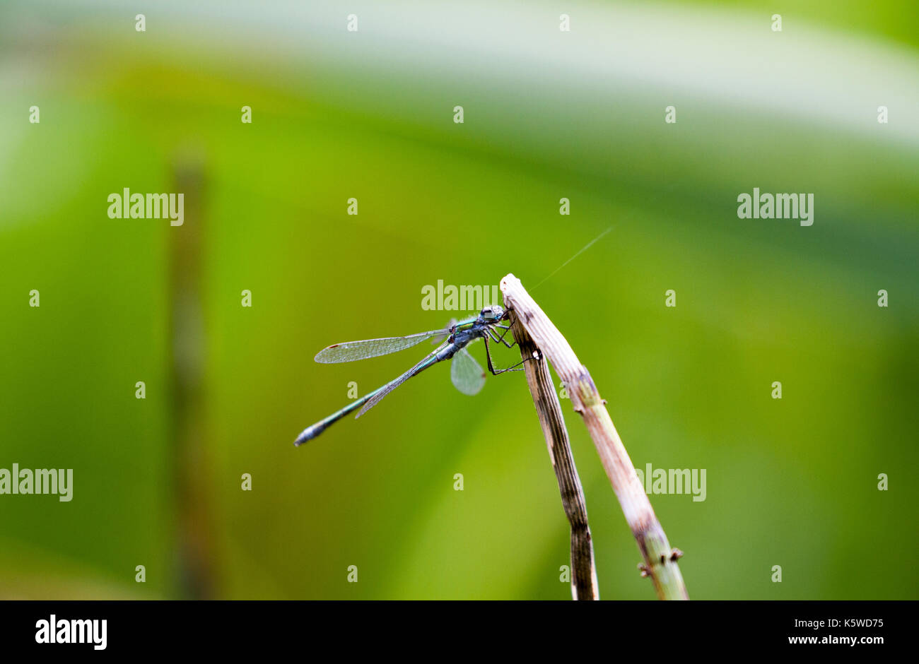 Emerald damselfly on plant stem Stock Photo - Alamy
