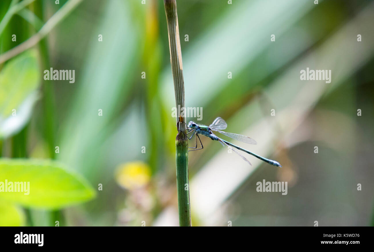 Emerald damselfly on plant stem Stock Photo - Alamy
