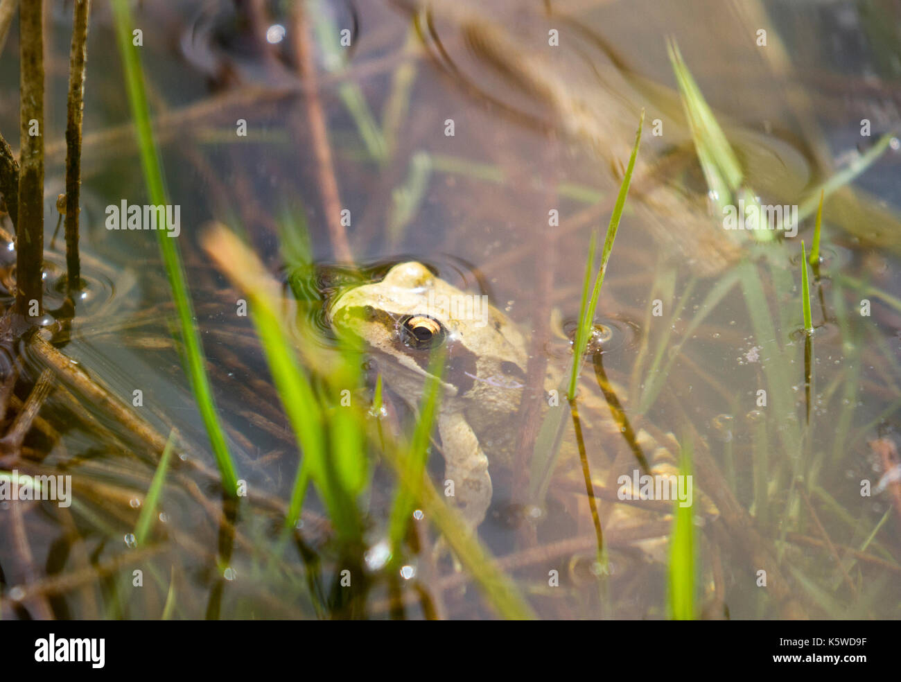 Common frog in pool Stock Photo - Alamy
