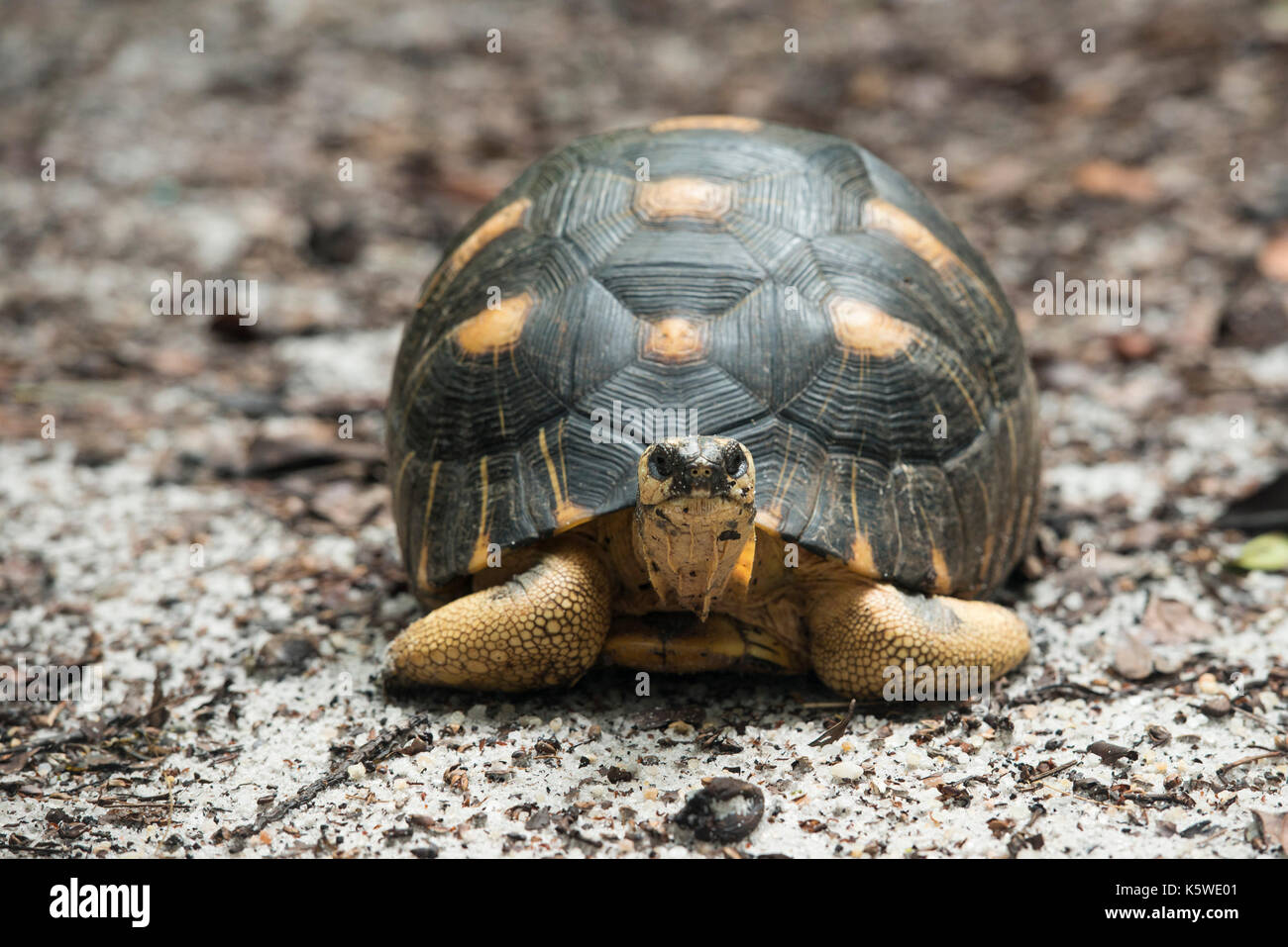 Radiated tortoise astrochelys radiata hi-res stock photography and ...