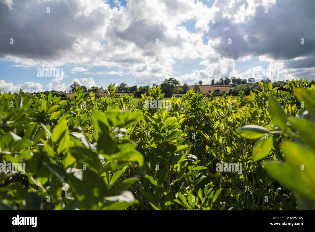 In among the broad bean (Vicia faba, fava beans) plants, early August. Sky in the background. UK Stock Photo