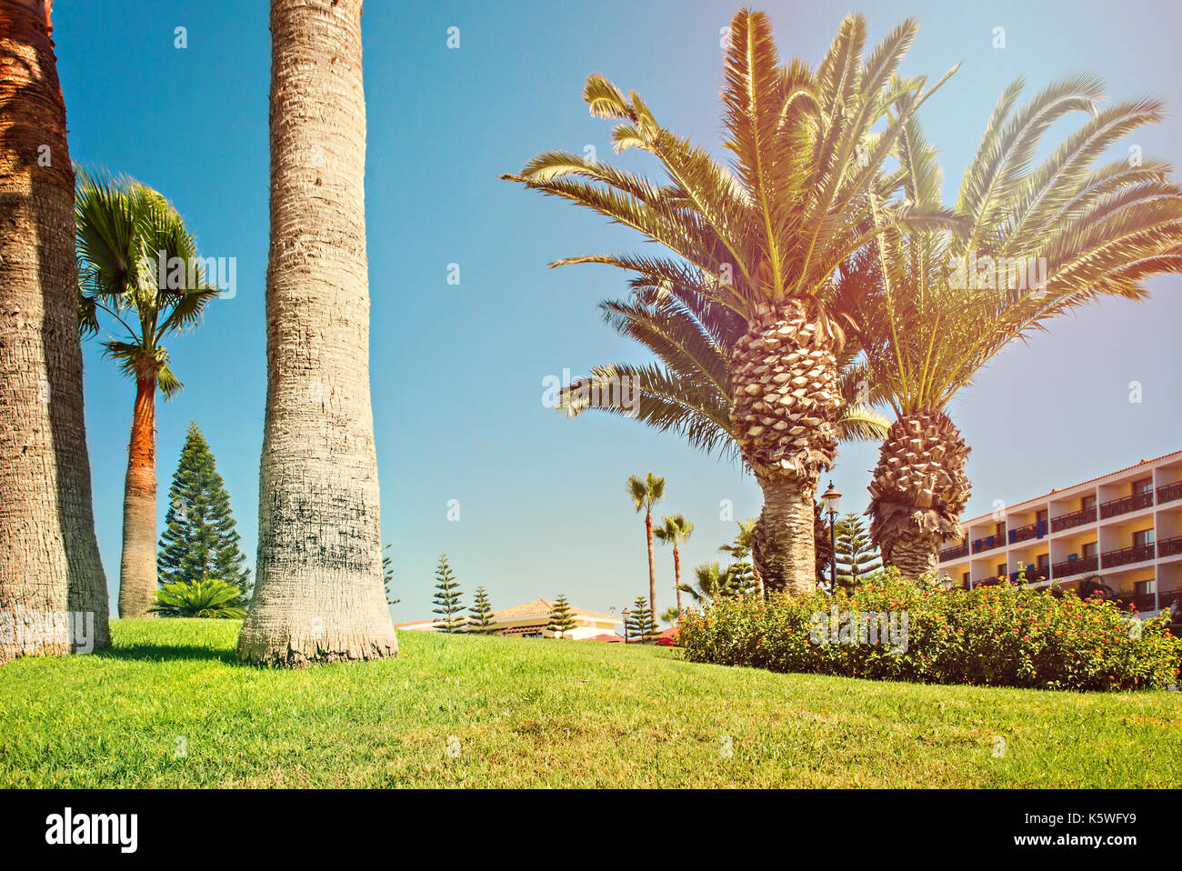 Cyprus Ayia Napa Nissi Street View Of Green Lawn With Palm Tree 