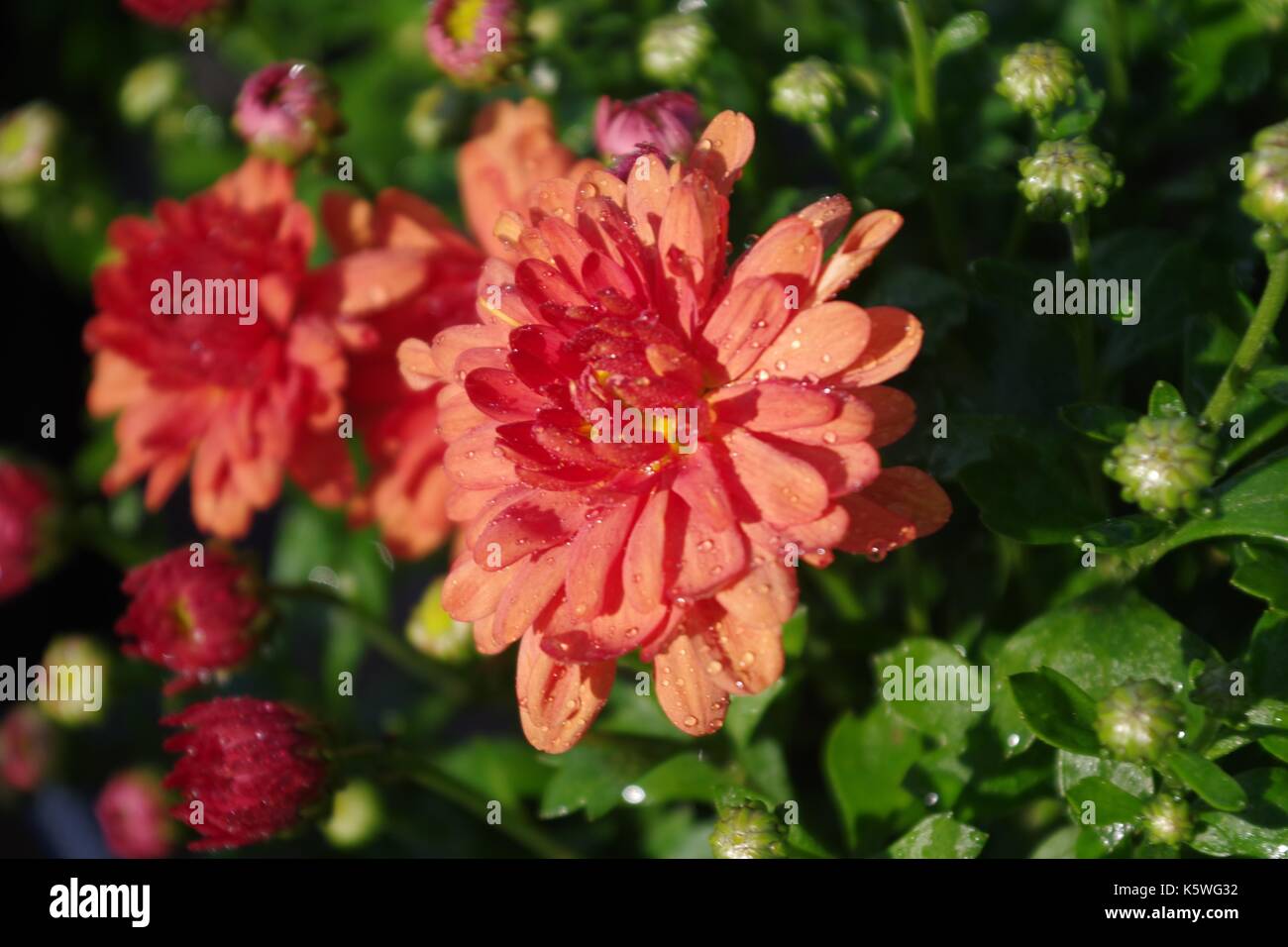 Orange Garden Mum Flower (chrysanthemum) Growing at Lydcott Nursery