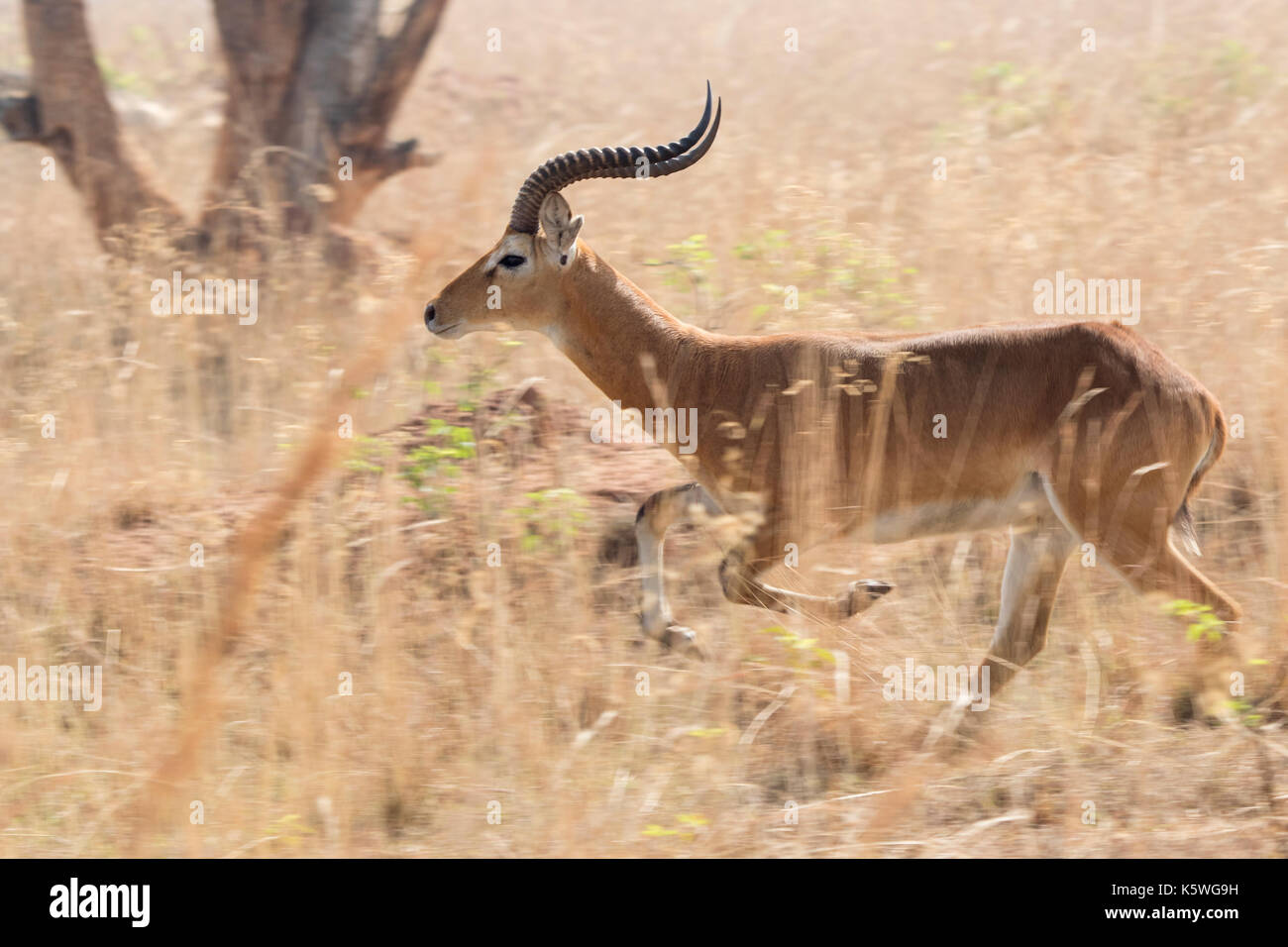 Ugandan kob in high grass hi-res stock photography and images - Alamy