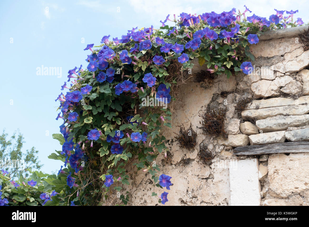 Morning Glory, Convolvulus dorycnium climbing over the corner of a small, ruined building in Assos, Cephalonia, Greece Stock Photo