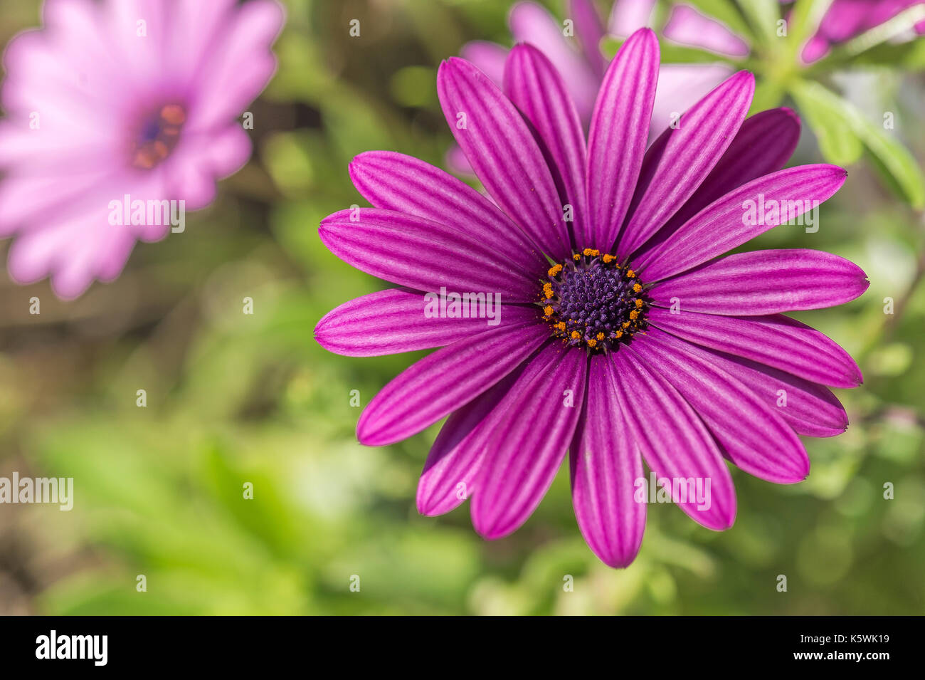 Marguerite du Cap Osteospermum/Dimorphoteca Stock Photo