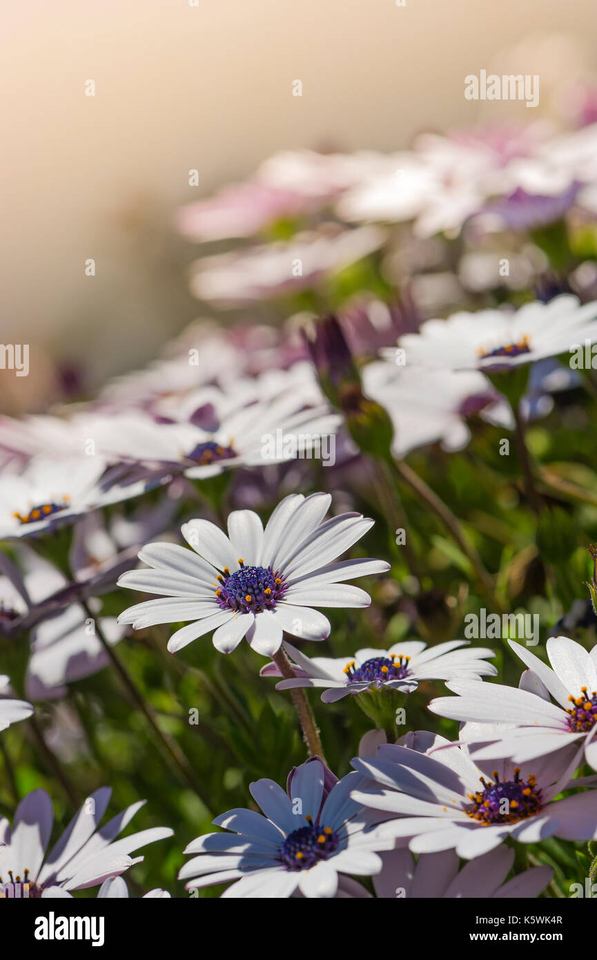 Marguerite du Cap Osteospermum/Dimorphoteca Stock Photo